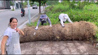 Соседи сказали, что здесь не было тротуаров, пока они не заглянули под гигантский комок травы.