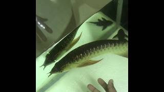 Jackey Arowana : Playing With Arowana Fish And Clean The Tank