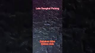 lele makan malam ga mau antri #lele #lelebarokah #lelesangkuriang