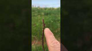 Raspberry plant -  transplant shock.