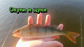 🐟Спиннинговая ловля ОКУНЯ и ЩУКИ. Рыбалка на озере.