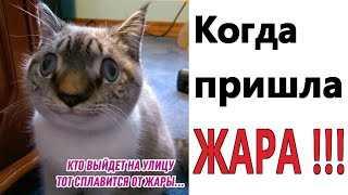 КОГДА ПРИШЛА ЖАРА!!!  Лучшие МЕМЫ, ПРИКОЛЫ, шутки, смешные истории от Доми шоу