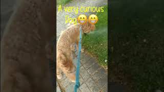 Funny Dog| Curious dog