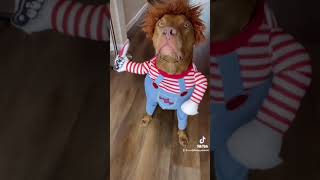 😢 #funny #funnyvideo #shorts #freefire #tiktok #foryou #viral #animal