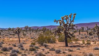 2155 Balsa Ave, Yucca Valley, Ca. Parcel with Outline