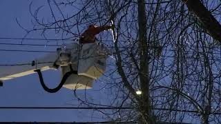 My Tree FELL OVER in a Windstorm and Hit the POWER LINES - Live Tree Cutting Edmonton Alberta Canada