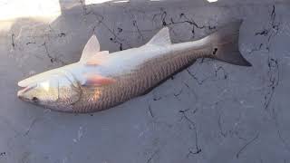 Captain Mark using Fishstix & Matrix Shad to get it done in Dulac