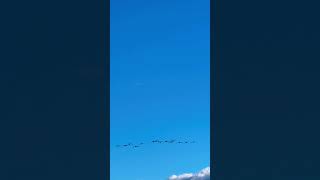 Incoming. Cree voice goose calling. #geese #waterfowl #goosecalling