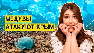 Огромные медузы заполонили Крымское побережье! В Крыму возвращают коронавирусные ограничения.