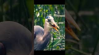 Great Blue Heron Swallows a Fish Whole #shorts