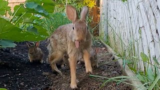 Wild Cottontail Rabbit Feeding Time and Bunnies Eating