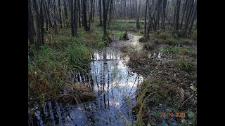 Wycieczka nr 101 - Pieszo BIEBRZAŃSKI PARK NARODOWY (odc. 3)