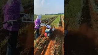 Green onion field drainage ditch construction machine #shorts #agriculture #EliteShortsUnleashed