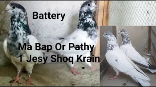 Batera Kabootar | Pur Batery Kabootar | Aqeel Pigeon Master