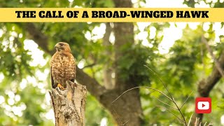 Broad-winged Hawk Calling | Ottawa, Ontario - Canada