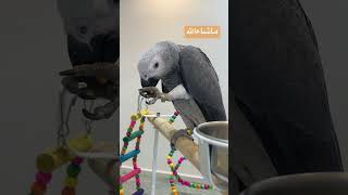 ببغاء #casco_parrot #birds #كاسكو #parrot #اكسبلور #حلوه #القهوه #دوبلكس #تابعوني #cockatiel