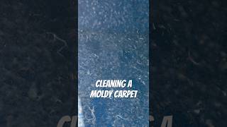 Moldy Carpet Cleaning #oddlysatisfying #detailing