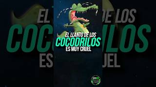 Los COCODRILOS LLORAN al DEVORARSE A SU PRESA🐊😿/ Las lágrimas de cocodrilo #animales #cocodrilos