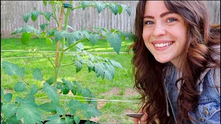 The Florida Weave Tomato Trellis | Week 16 Vlog | Central Texas Garden Zone 8b