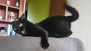 Funny Cats Videos 2024 😸 Funny Cat Videos − Funny Cats