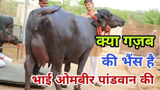 नगीनों की बरसात ओमबीर पांडवान भाई के पास खरी मुर्राह भैंसें Top Quality Murrah Buffaloes