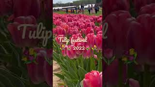 Tulip Festival 2022  || Tulip Garden || Millions of Tulips #tulip #shorts #tulipfestival