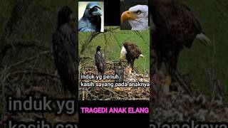 TRAGEDI ANAK ELANG#GAGAK VS ELANG#SHORTS