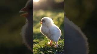 Baby Chicks Chirping 🐥 ASMR  🐣