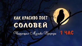 Как красиво поет соловей ночью в лесу слушать 1 ЧАС 🌿 Божественно! Чарующие звуки природы для души!