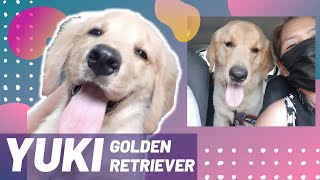 Golden Retriever, Yuki | Sweetest Golden Retriever Ever | #shorts