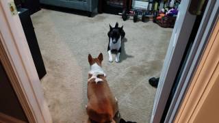 Basenji Pack plays