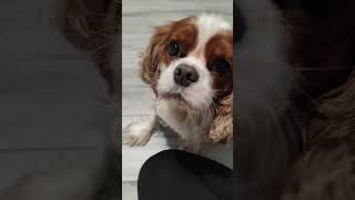 Чарльз Кинг Спаниель Пончик и кот трансгендер. Определяем пол Сени Charles King Spaniel 查爾斯王小獵犬