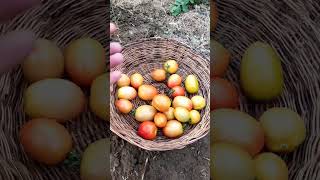 Harvesting Tomatoes