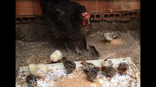 🐥🐔🐥🐔🐥🐔كتاكيت الفيومي و 2 بلدي في أسبوعها الأول