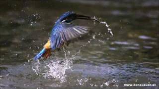 Eisvogel im Nationalpark Donau-Auen - Alcedo atthis