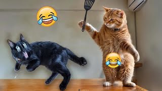 Funniest Cats And Dogs Videos😁- Best Funny Animal Videos 2024🤣