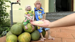 Bibi and baby monkey are sad when watching Dad harvest young grapefruits destroyed by Typhoon Yagi!