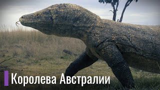 Мегалания - самая большая наземная ящерица