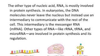 Lecture 33 - CHEM2114 - Chemical Composition of Nucleic Acids