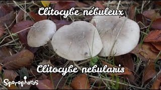 Clitocybe nébuleux