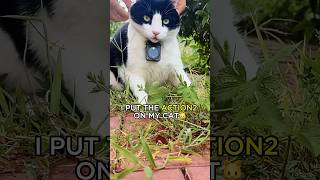 Cats Caught in Action 🐈 DJI Action 2 🎬 Video by DouShaBao #cat