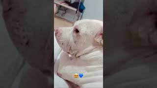 Doguinho viraliza e chora ao ser comparado com humano😂