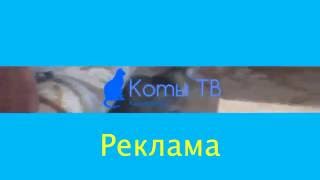 Рекламные заставки (Коты ТВ [г. Кемерово], 29.07.2016 Н.В)