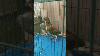 Racing pigeons pattah sale #pigeonrace #racingpigeon contact 9901433497