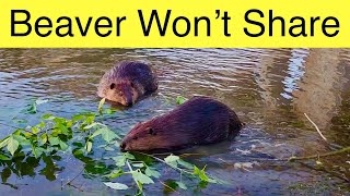 This Beaver Did Not Want to Share its Food