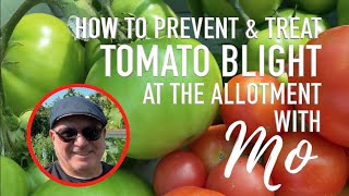 Tomato Blight - How To Prevent and Treat it - 9 Tips from Mo at the allotment