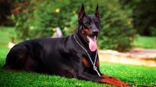 Top 20 Most Strongest Guard Dogs