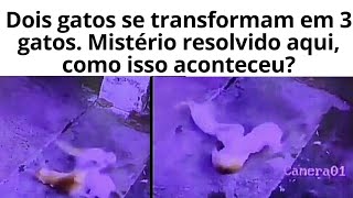 Dois gatos se transforma em 3 gatos, mistério resolvido !