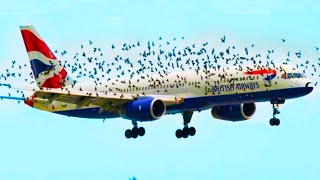 Angry Birds Refuse To Leave The Plane. Pilot Discovers Why & Immediately Lands!