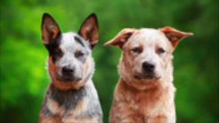 Australian Cattle Dog